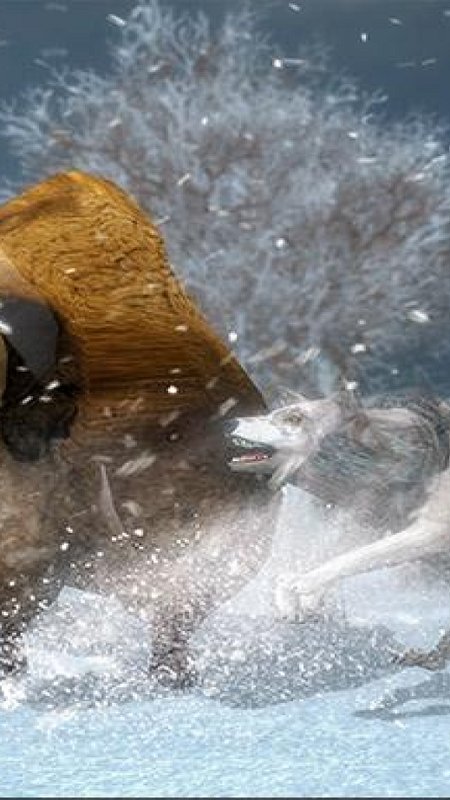 北极狼模拟器游戏