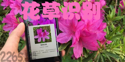花草识别app