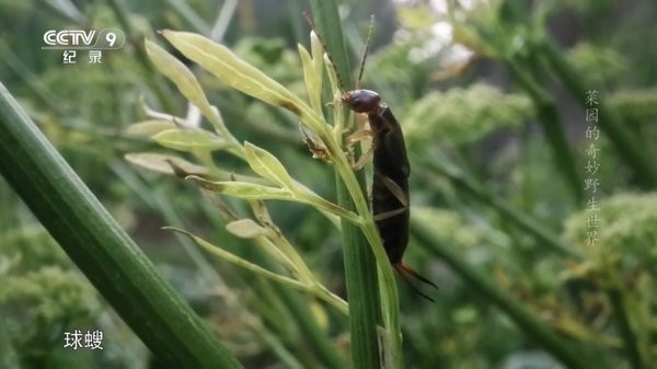 电视+3电视直播软件