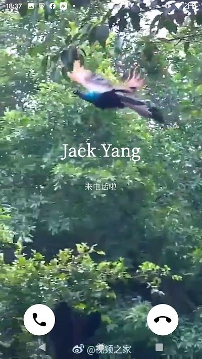 抖铃最新版下载